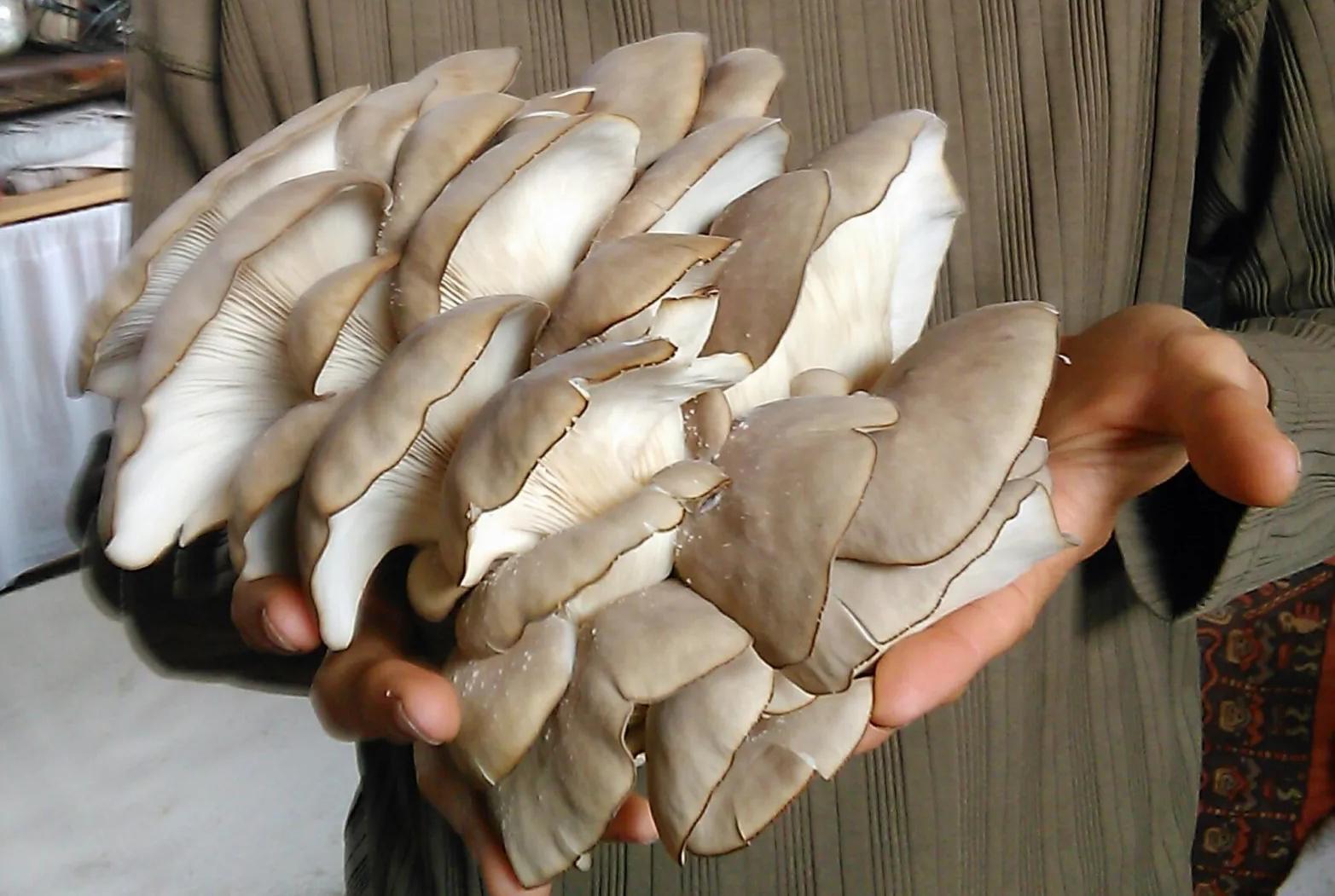 /images/hongos/girgolas.jpg